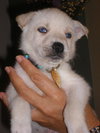 Cody