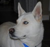 Cody