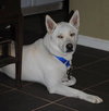 Cody