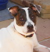 Frida