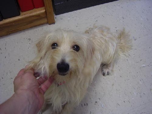 Gidget