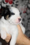 Malachi