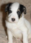 Malachi
