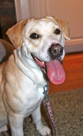 Ollie-Courtesy