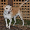 Ollie-Courtesy