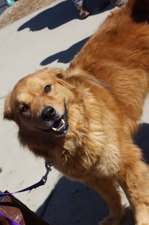 Grizzly Bear