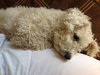 Teddy