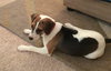 Gracie