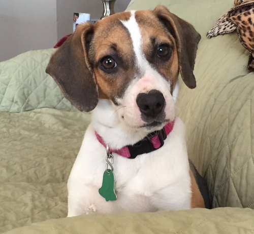 Gracie