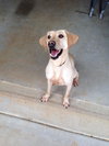 Cooper - Courtesy Listing