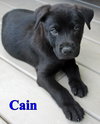 Cane