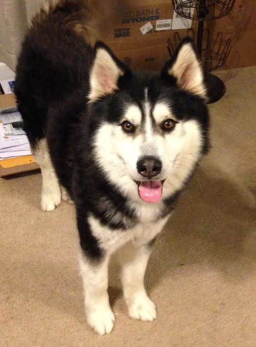 Koda-Courtesy