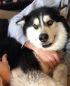 Koda-Courtesy