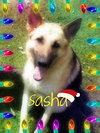 Sasha - Application Pending