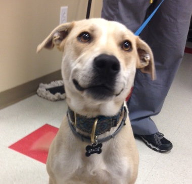 Gracie - Courtesy