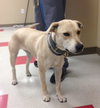 Gracie - Courtesy