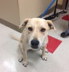 Gracie - Courtesy