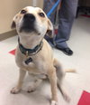 Gracie - Courtesy