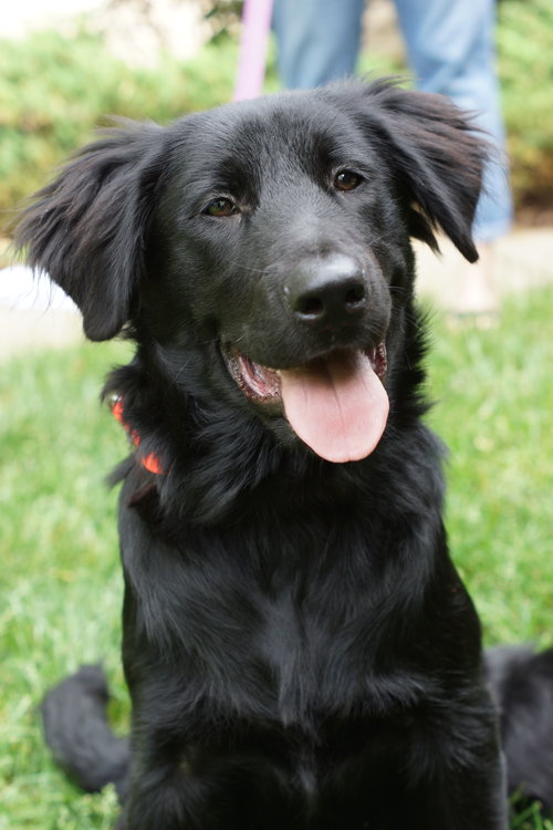 Flynn