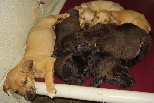 boxer/lab babies