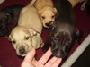 boxer/lab babies