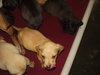 boxer/lab babies