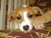 Buster