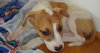 Buster