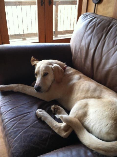 Layla - Courtesy Listing