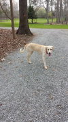 Layla - Courtesy Listing
