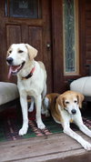 Layla - Courtesy Listing