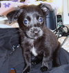 Alvin