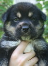 Kekoa