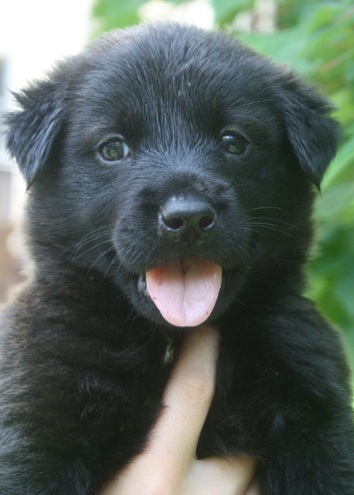 Miska