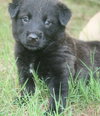 Miska