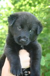 Miska