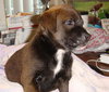 Peppermint Patty
