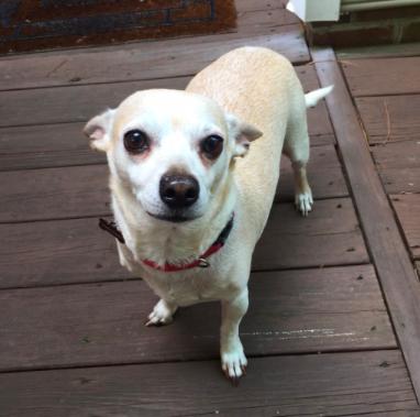 Cookie - Courtesy Listing
