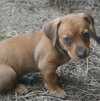 Senor Rio