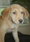 Marley