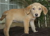 Marley