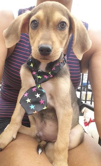 Louie