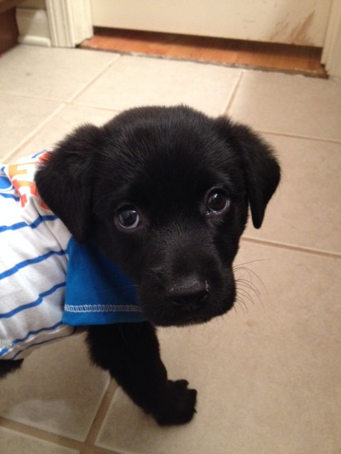 Porter