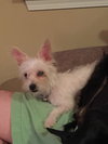 Poppy