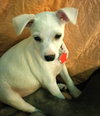 Lily