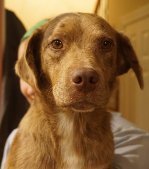 Mocha