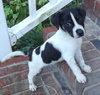 Lester