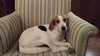 Sasha - Courtesy Listing