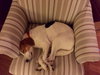 Sasha - Courtesy Listing