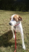 Sasha - Courtesy Listing